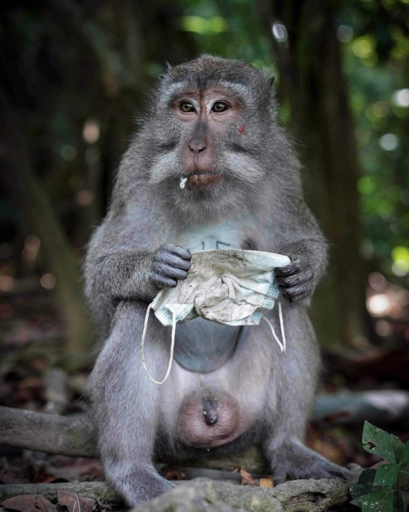 Monkey suffering from plastic pollution