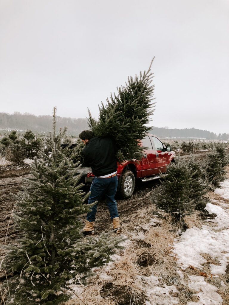 The Best Eco-Friendly Christmas Tree Options