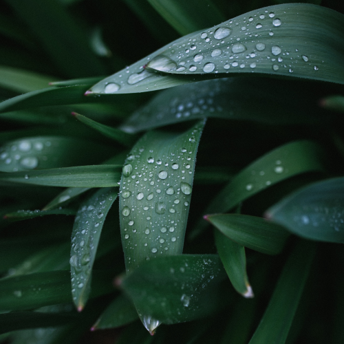 Plant, Rain, Rainwater