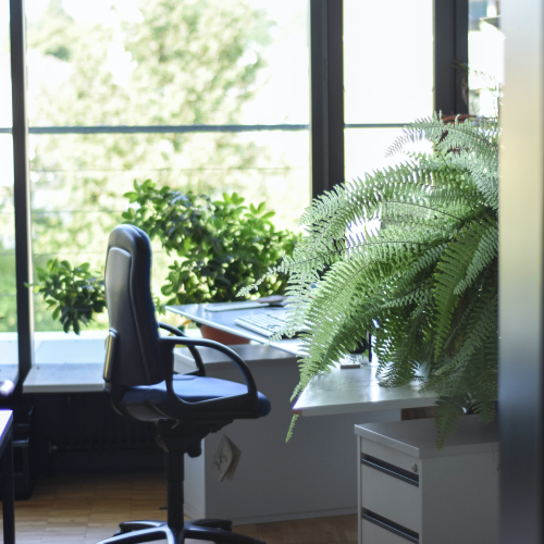Office plant / Desk Plant
