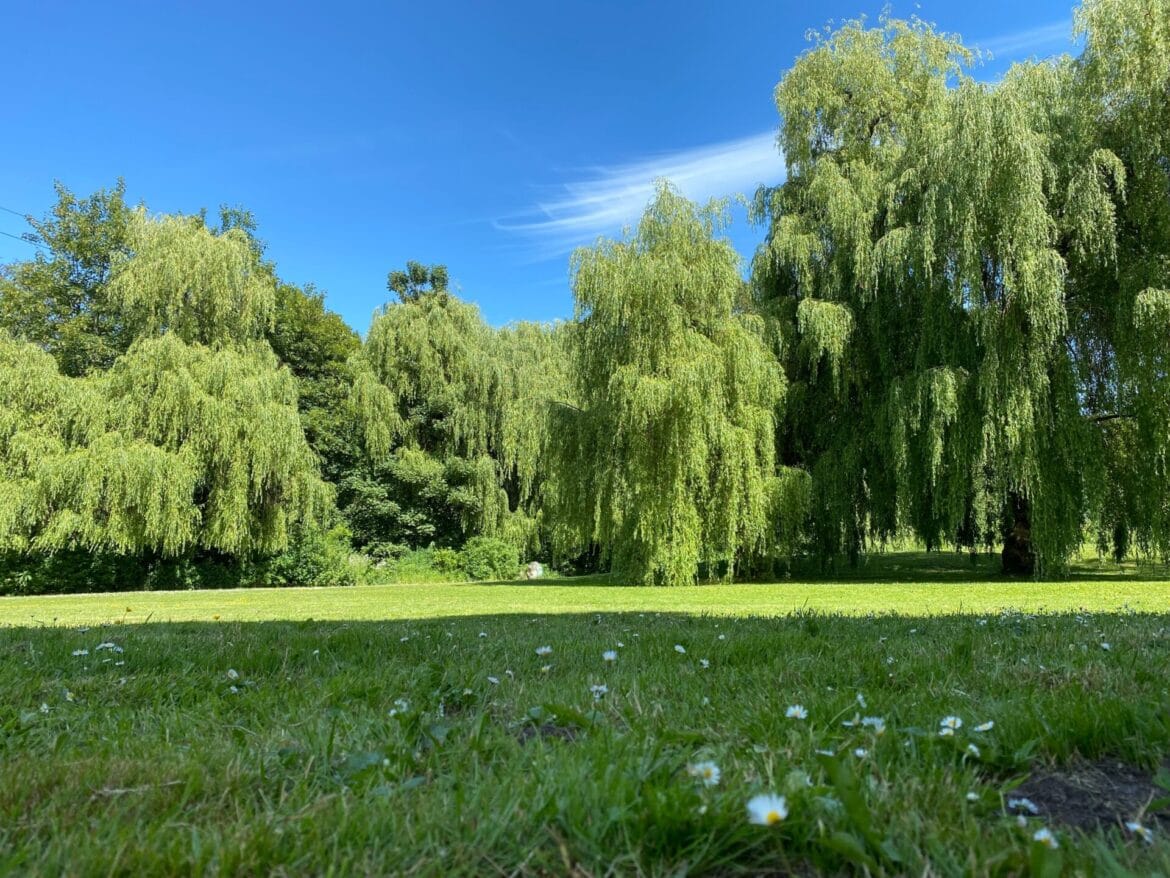 A picture of willow trees