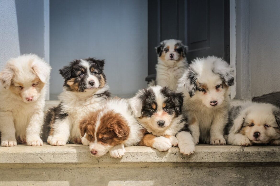 a picture of puppies
