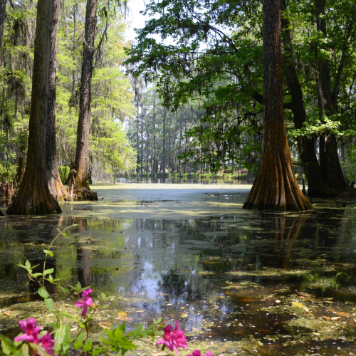 Eco-adventure in Florida