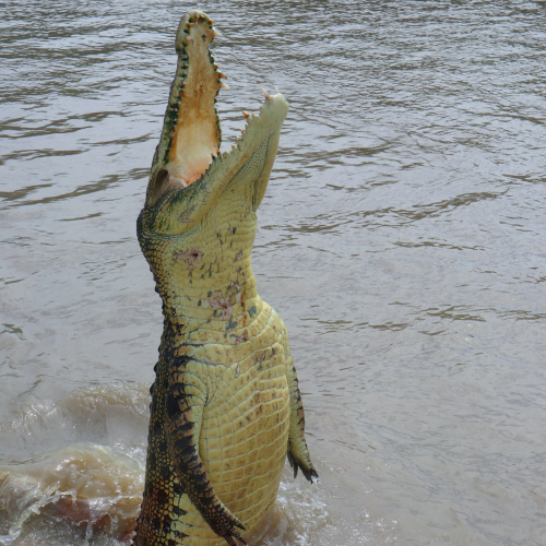 Eco-adventure in Florida