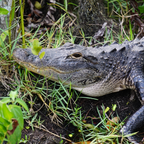 Eco-adventure in Florida
