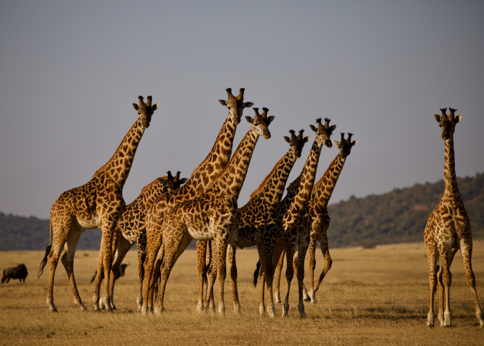 Most beautiful national parks in the world - Serengeti National Park in Tanzania 