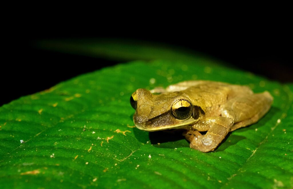 Amazon Rainforest, Brazil, Peru, Ecuador, and Colombia