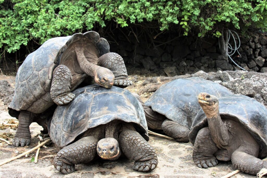 Galapagos Islands, Ecuador