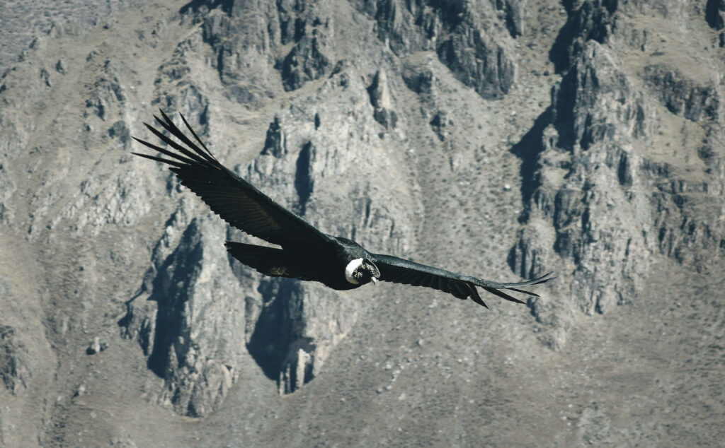 Colca Canyon, Peru