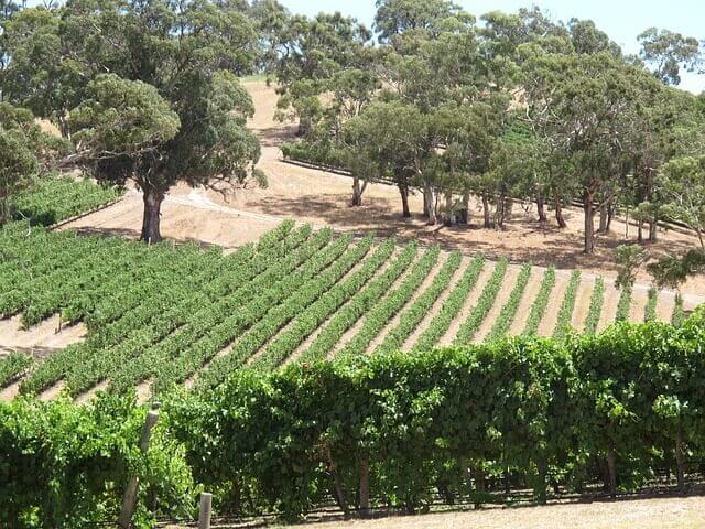 wine field