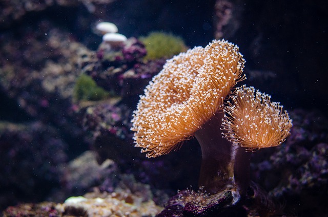 Great Barrier Reef