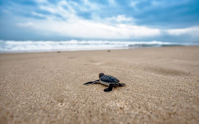 eco tourism - baby turtle