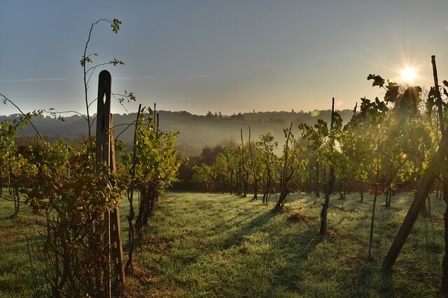 Wine field