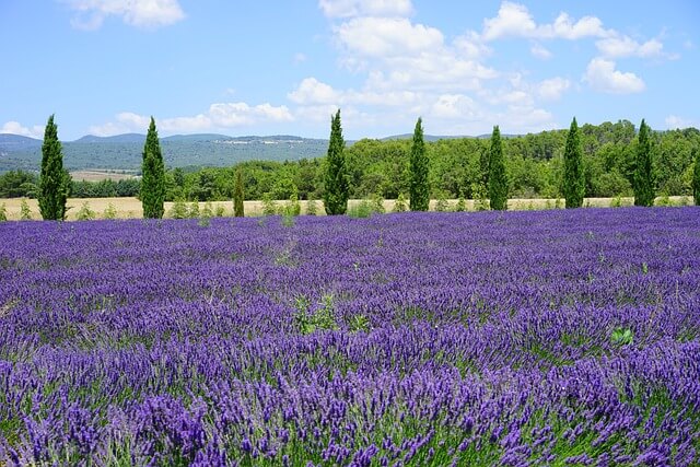 lavender fields of Provence in France
