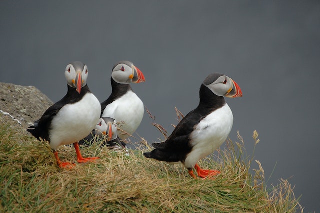 Birdlife in Faroe Islands