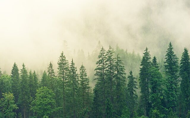 forrest, trees, fog 