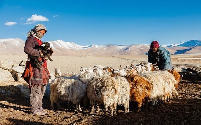 people, sheeps, mountains