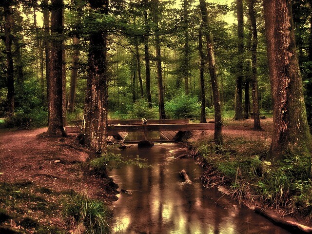 earth day trees