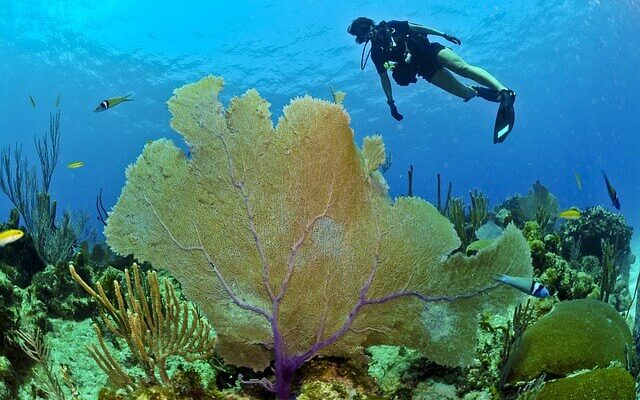 diver, corals, fish, ocean