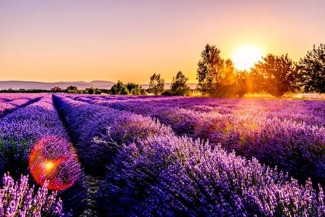 Lavender Fields in Provence, France