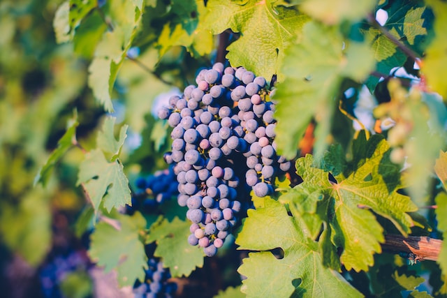 Grapes from the french wine land 