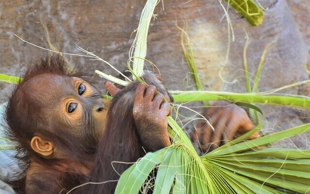 orangutang, baby, palm