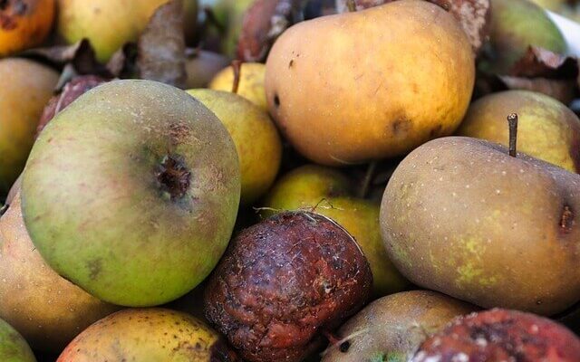 fruit, food, watse