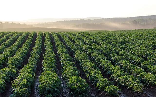 plantage, agriculture