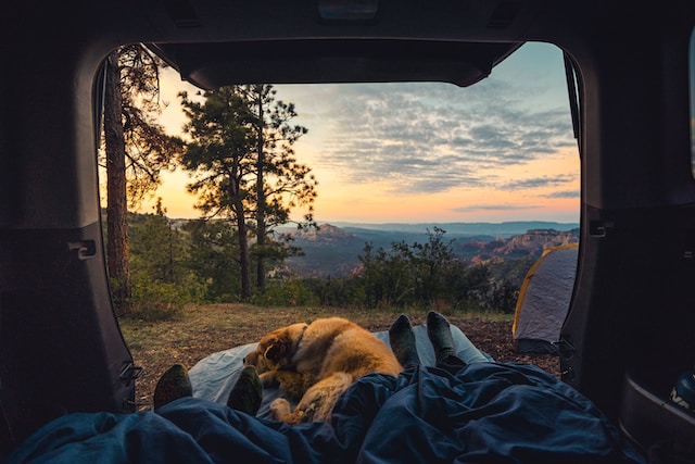 camping with dog 