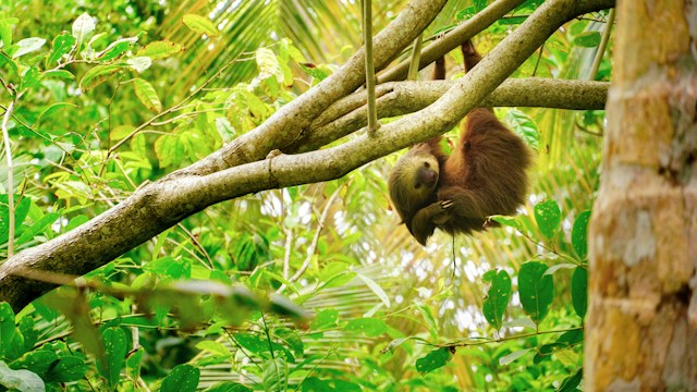 Pura Vida Sloth