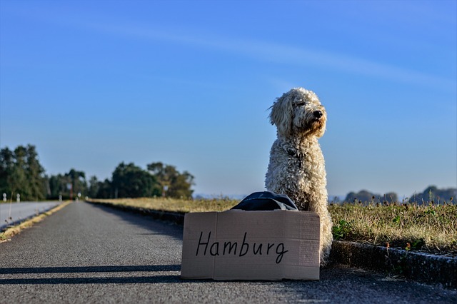Eco-Conscious Travel with Pets