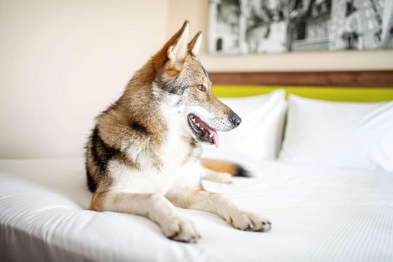 Hampton by Hilton Krakow, Poland - pet-friendly hotel