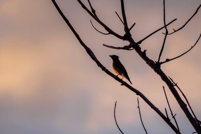 Bird in Roseville, California 