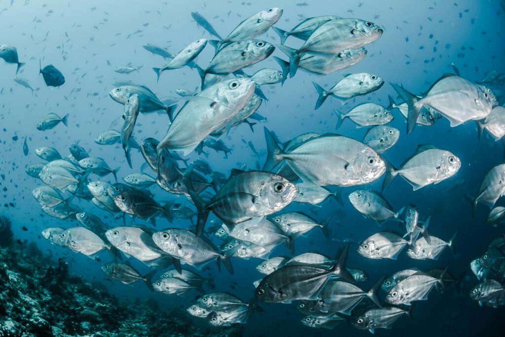 Fish in the ocean