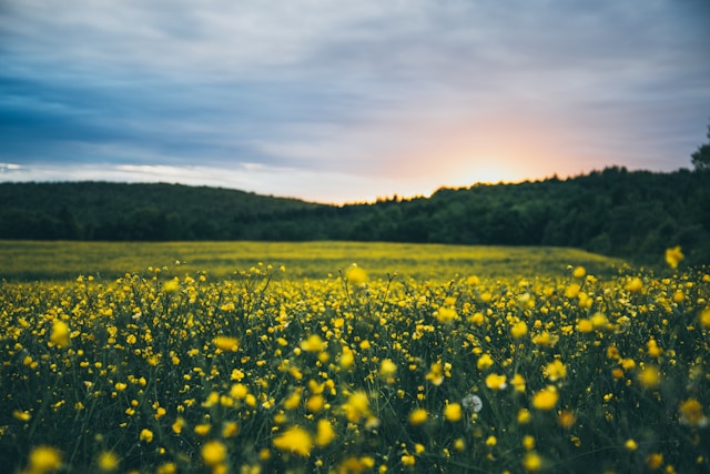 flower field