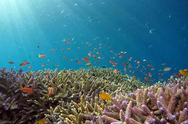 Eco-conscious snorkeling and diving