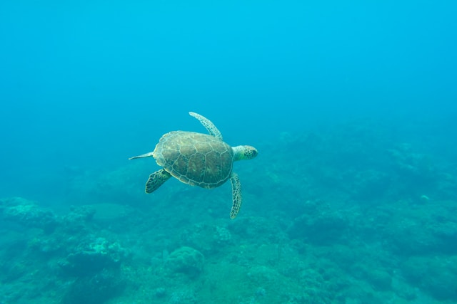 Eco-conscious snorkeling and diving